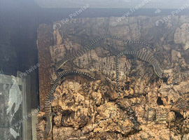 Baby Kimberly rock monitors