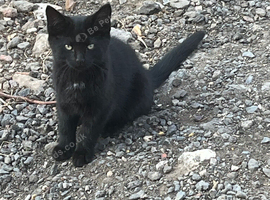 Kittens for sale