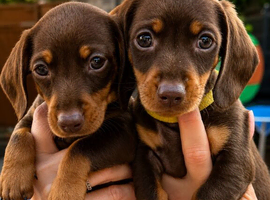 KC Registered Miniature dachshund puppy&rsquo;s READY NOW!
