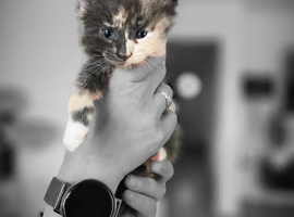 1/4 Maine coon Cross kittens !