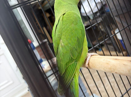 Parakeets