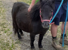 Reg. Miniature Shetland mare, 5yrs,