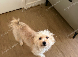Pomeranian &times; Chinese Crested 2 year-old Girl