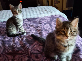 2 x half mancoon kittens