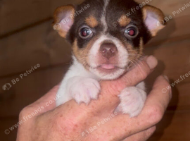 Miniature Jack Russell for sale