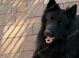 Solid Black German Shepherd Male (Long Coat)