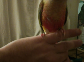 Baby bird