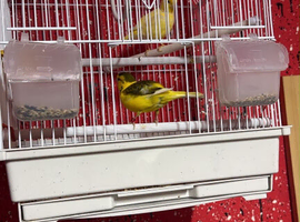 Male and female with cage for sell