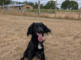 2 x 2 year old Cocker Spaniel (mixed breed) need a loving home