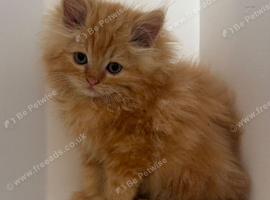 Persian x Ragdoll Kittens