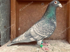RARE RUBELLA RACING PIGEONS