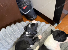 Puppies for sale