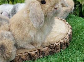 Mini lop baby rabbits