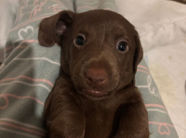 1 beautiful chocolate boy