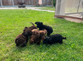 Tiny f1 cockapoo puppys