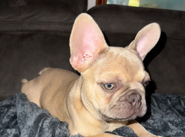 French Bulldog Puppy - Fawn Male