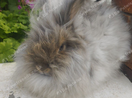 English Angora Doe looking for a home.
