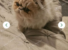 Male persian