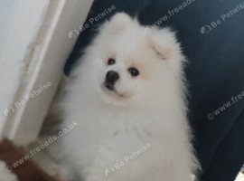 "Male Pomeranian Stud, 4 Years Old."