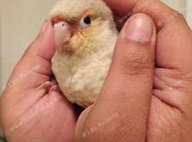 Silly tame 12 weeks old conure