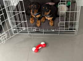 Fully vaccinated miniature dachshund puppies