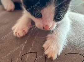 Boy and girl kitten left