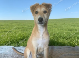 Kelphie whippet greyhound x saluki whippet greyhound
