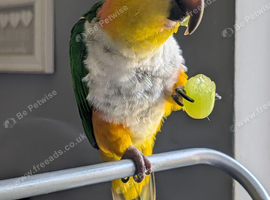 Silly tame 4 year old male Caique with cage