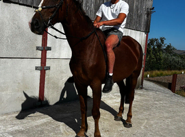 Oscar 16.2hh ISH GELDING ALL ROUNDER EASY PROJECT
