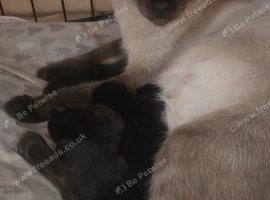 5 black Siamese Cross British Shorthair