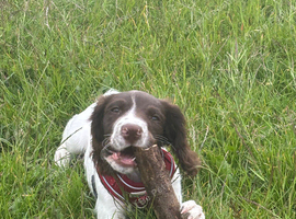 English springer spaniel