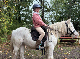 Mini Cob Gelding