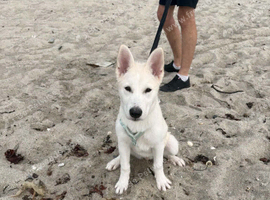 Siberian Husky cross Alaskan Malamute