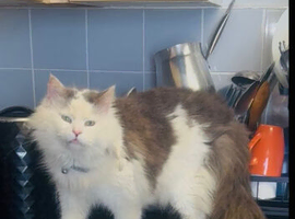 Cross Maine coon