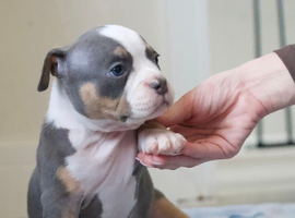 Pocket bully puppies
