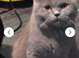 2 beautiful cats looking for forever homes