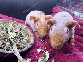 Skinny Pig Boys Ready Now