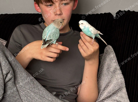 Rehome