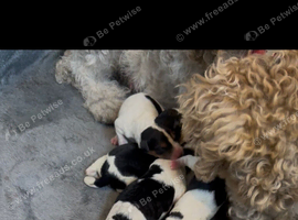 Wire haired fox terrier puppies