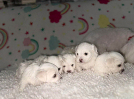 Bichon Maltese