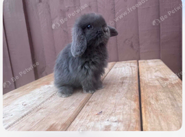 Mini lop rabbits