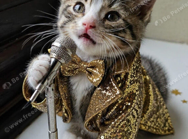 5 month old kitten