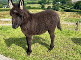 Miniture Mediterranean Colt