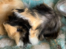 Beautiful baby Peruvian females now SOLD
