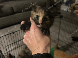 tortoiseshell