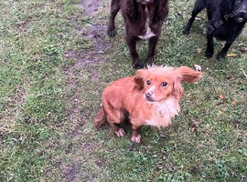 Cocker x cavalier