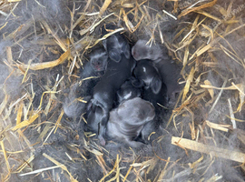7 Mini lops - waiting list open