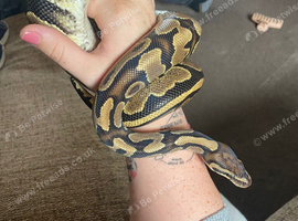 8 royal pythons for sale