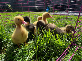 Indian runner ducklings