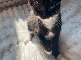 Kittens for sale
